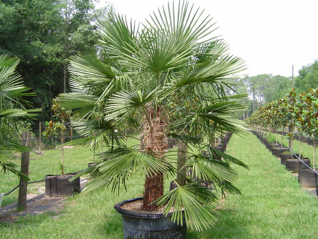 windmill palm Fraserview Nursery Ltd