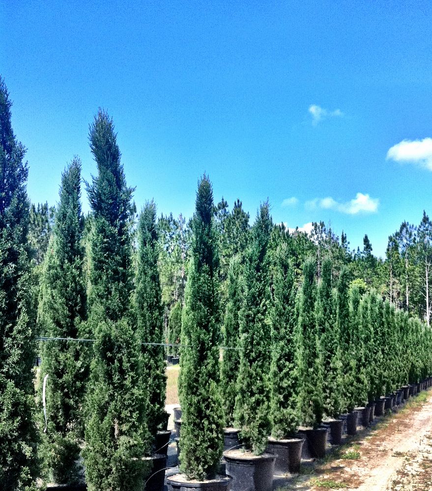 cupressus-sempervirens-italian-cypress - Fraserview Nursery Ltd